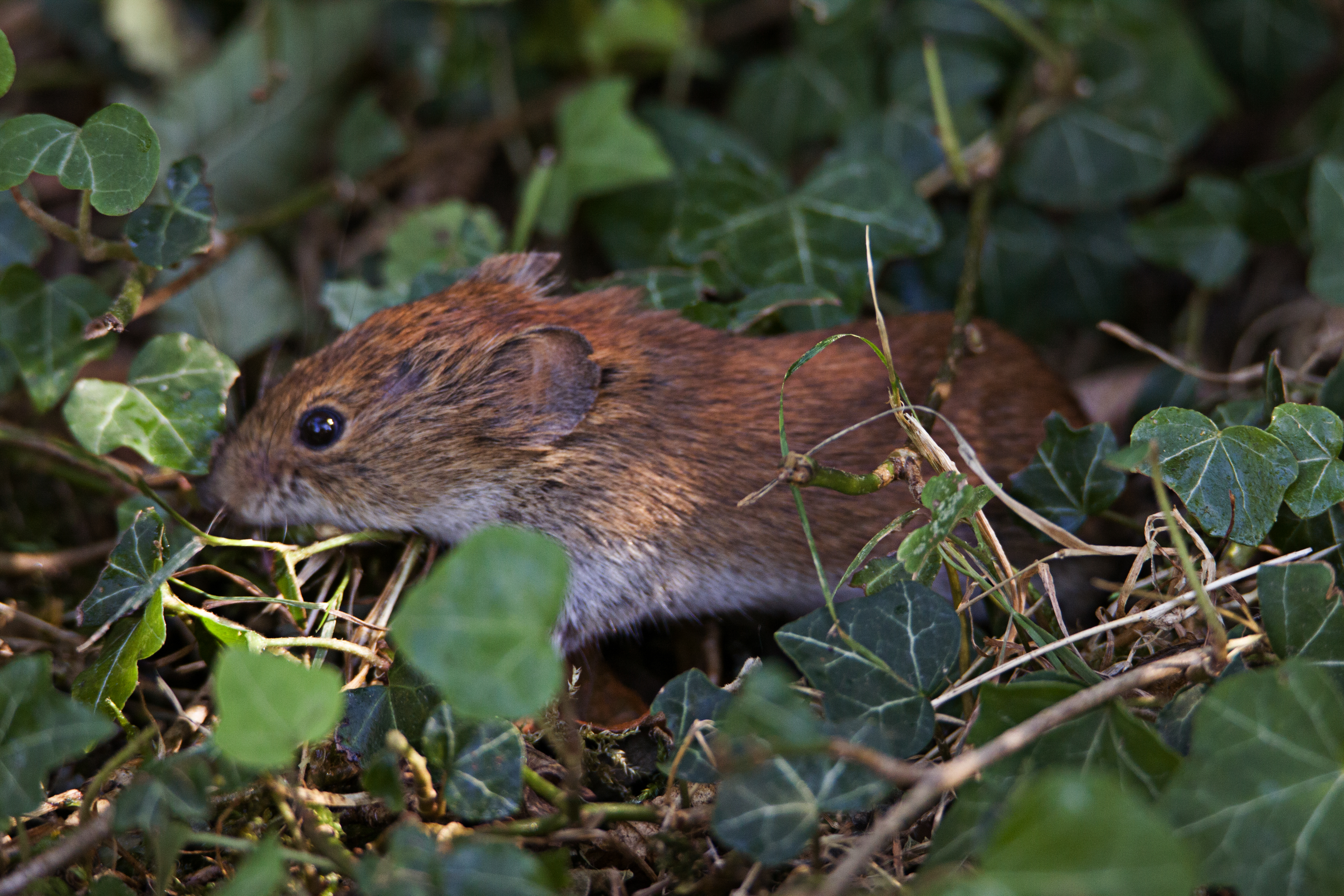 Waldmaus im Efeu